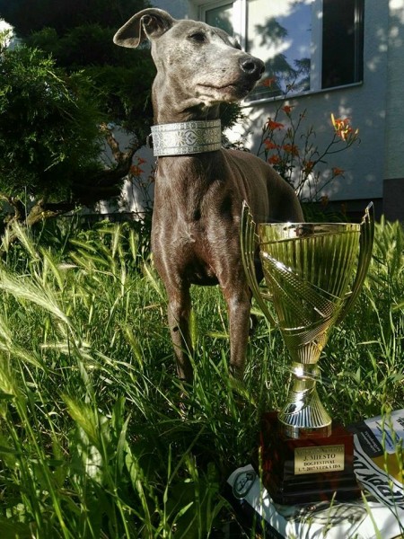 BIS CACIB Veľká Ida 2017 - Galileo Pustynny Wiatr - Italian Greyhound